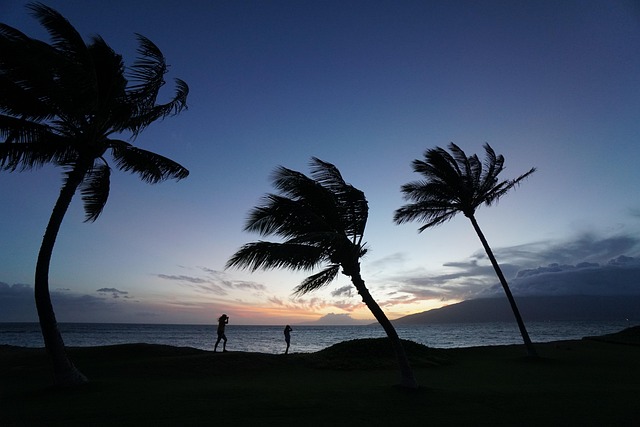 Tranquil Beach with palm trees